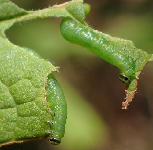 Réf. 193 196 : Pristiphora appendiculata